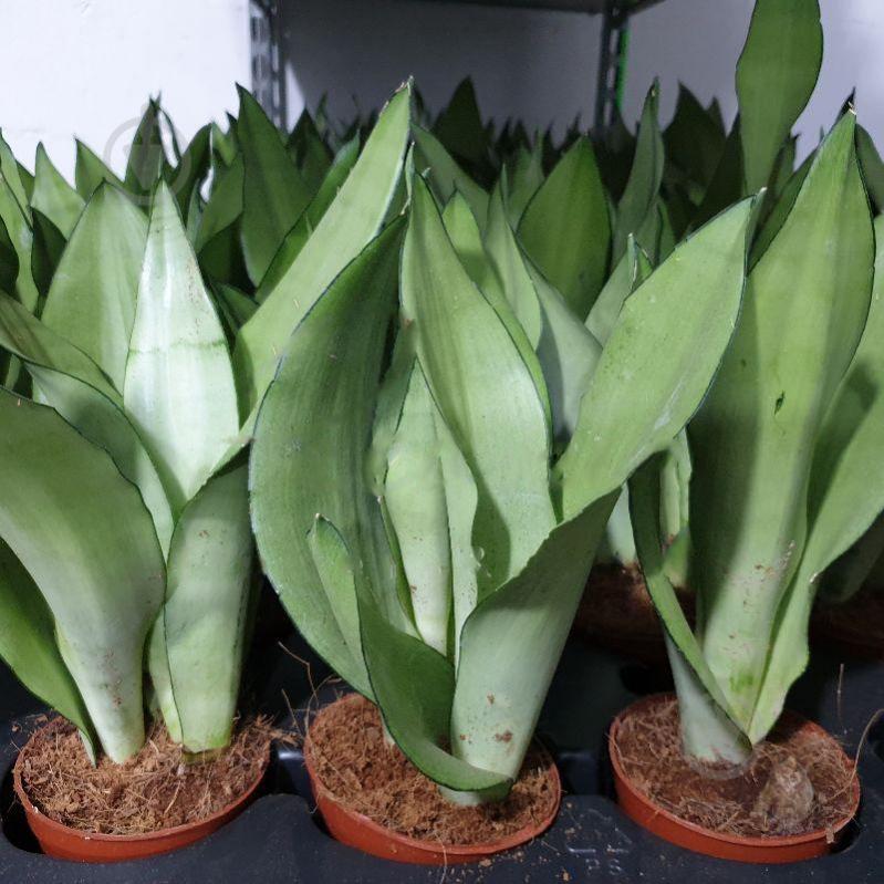 Растение Сансевиерия 9х25 Moonshine - фото 1 Растение Сансевиерия 9х25 Moonshine - фото 1