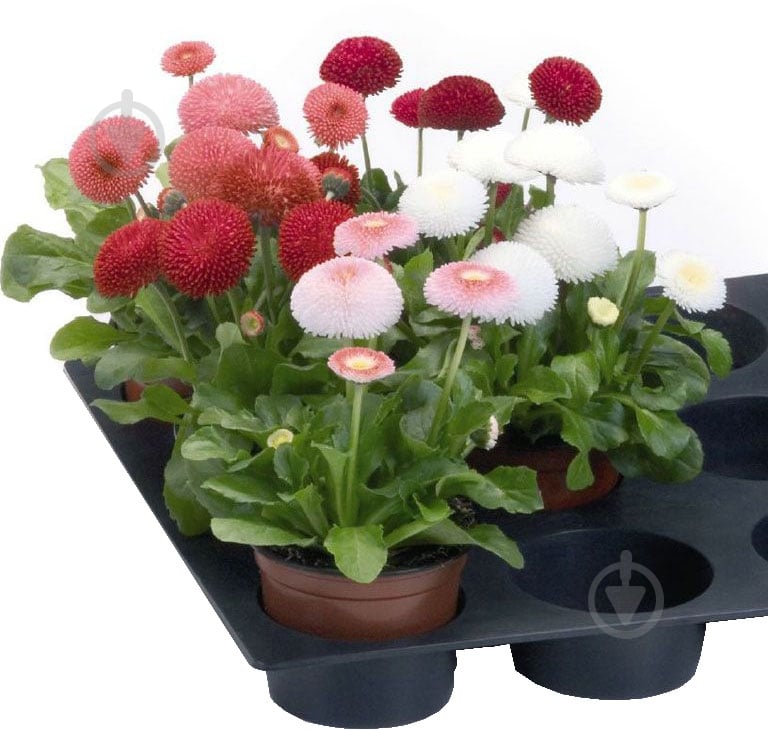 Растение Маргаритка 10/15 микс - фото 1