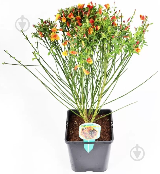 Растение Цитисус микс d13/h45 - фото 1