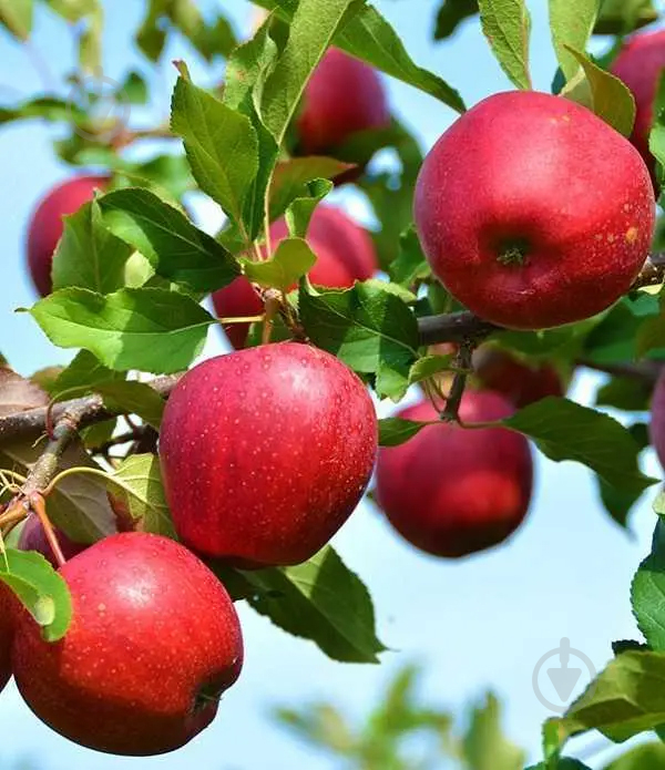 Растение Яблоня плакучая Malus baccata Red Jed h180-200 - фото 1