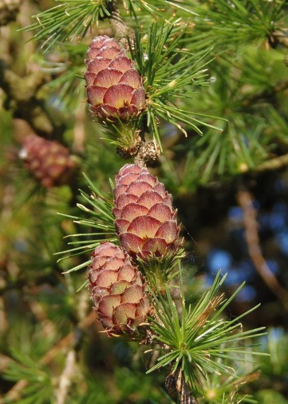 Растение Лиственница европейская Niwaki - фото 7