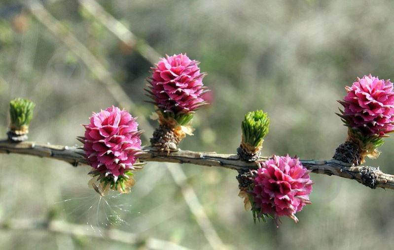 Растение Лиственница европейская Niwaki - фото 6
