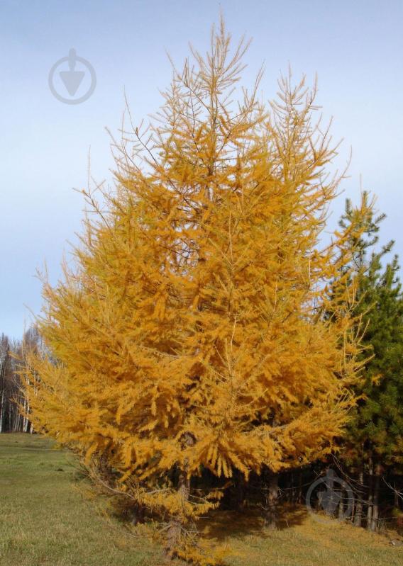 Растение Лиственница европейская Niwaki - фото 3