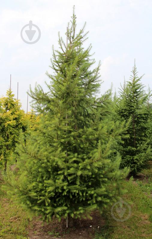 Растение Лиственница европейская Niwaki - фото 1