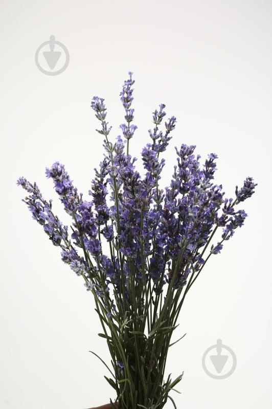 Лаванда 30 см фиолетовая (Украина) - фото 1