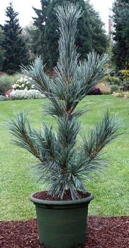 Растение Сосна мягкая/ Pinus flexilis Vanderwolf`s Pyramid С15 - фото 1