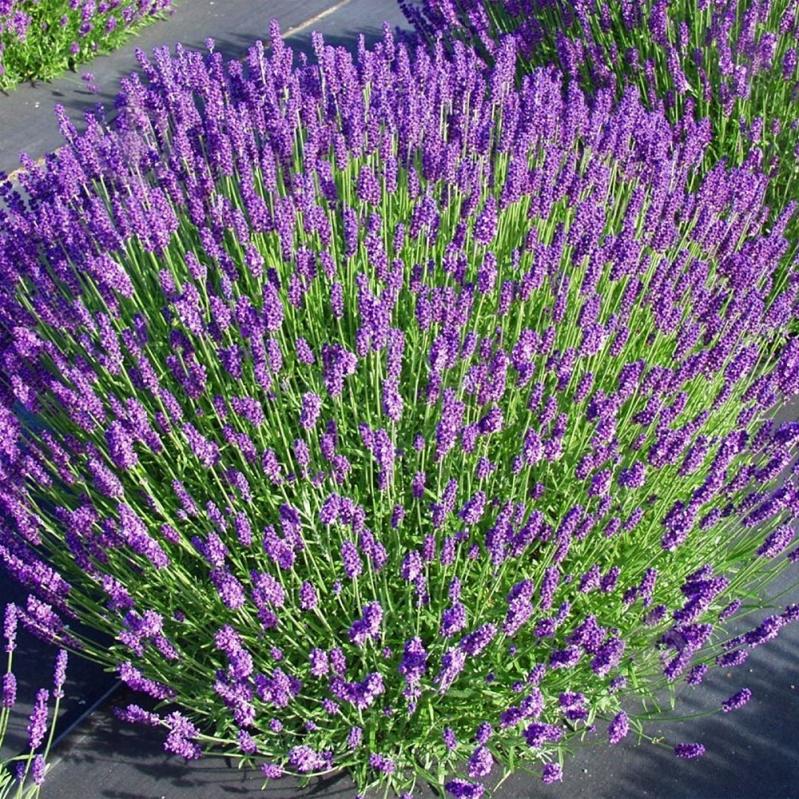 Рослина Лаванда вузьколиста / Lavandula angustіfolіa С3 - фото 2