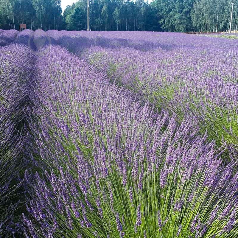 Рослина Лаванда гібридна / Lavandula int.Phenomenal C3 - фото 3