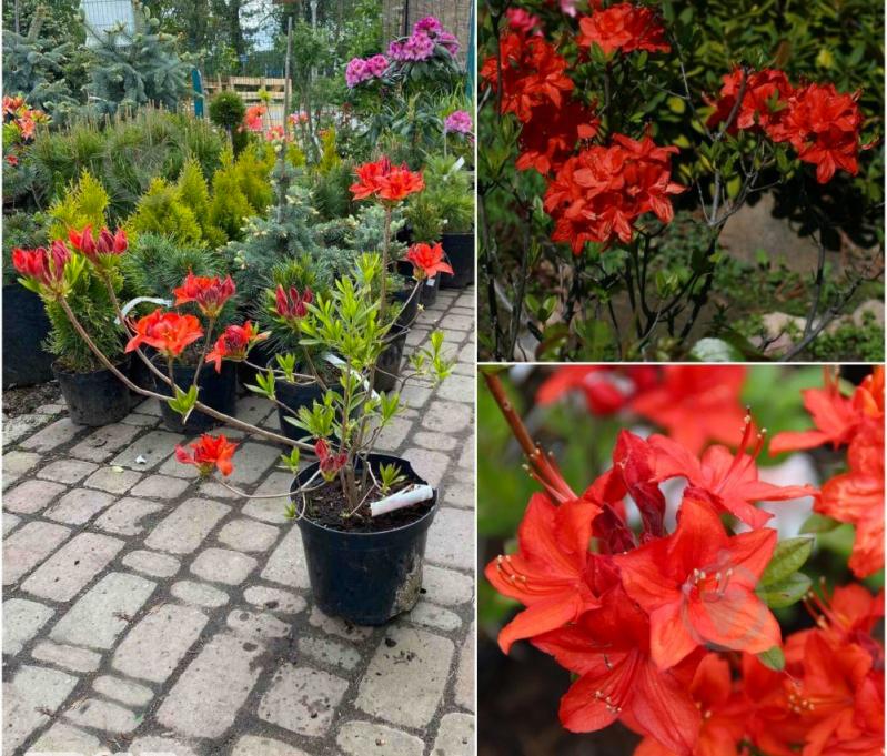 Растение Азалия крупноцветковая / Rhododendron azalea С3 - фото 1