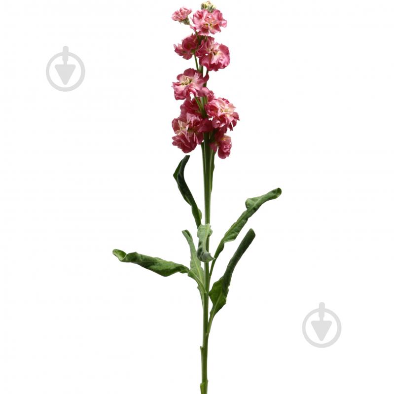 Матіола 45 см рожева (Україна) - фото 1