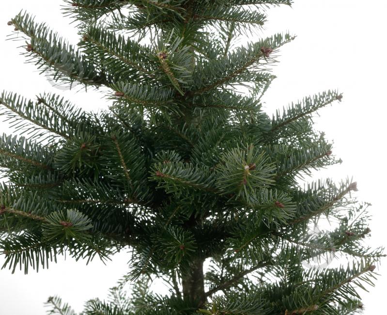 Ель колючая Picea pungens var. Glauca Majestic - фото 4