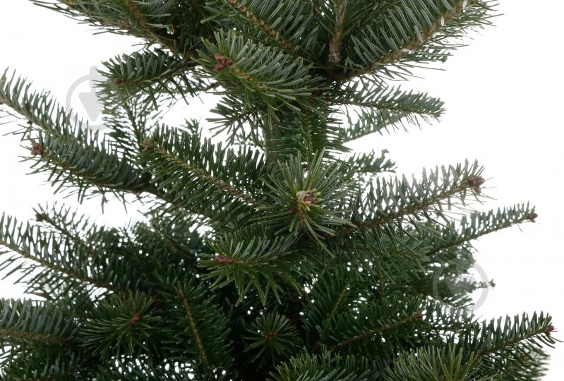 Ель колючая Picea pungens var. Glauca Majestic - фото 5