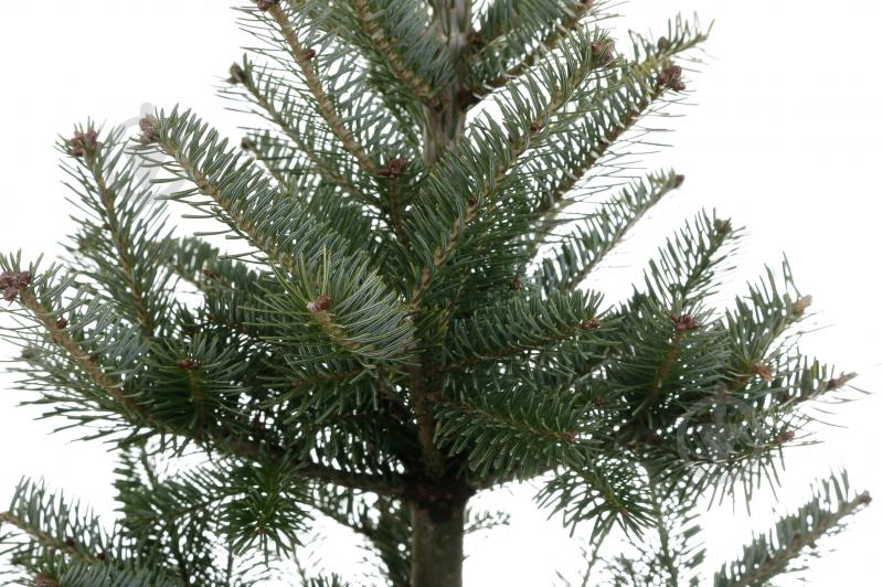 Ель колючая Picea pungens var. Glauca Majestic - фото 6