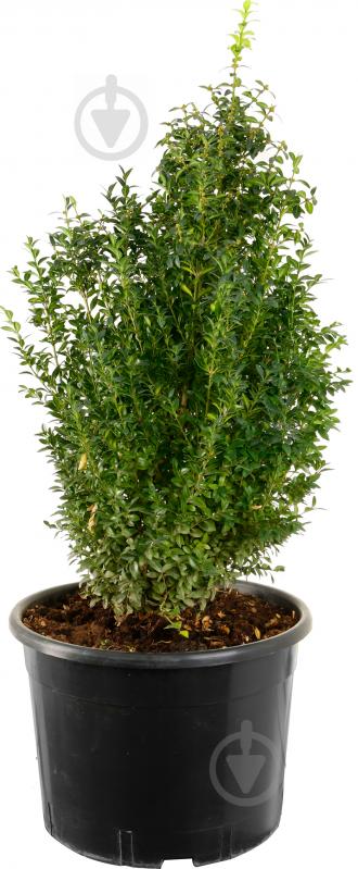 Рослина Самшит вічнозелений Buxus sempervirens h 55-65 см - фото 1