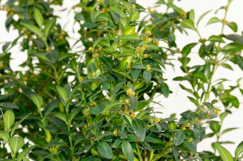 Рослина Самшит вічнозелений Buxus sempervirens h 55-65 см - фото 2