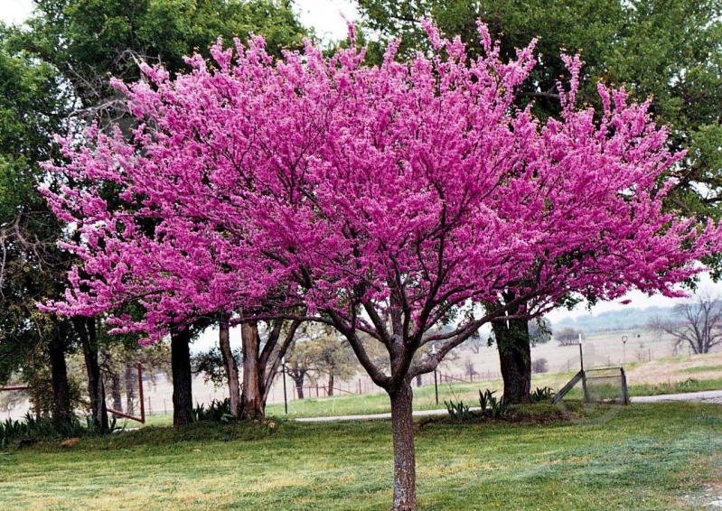 Растение Церсис канадский Cercis canad ensis h 140-160 см - фото 1