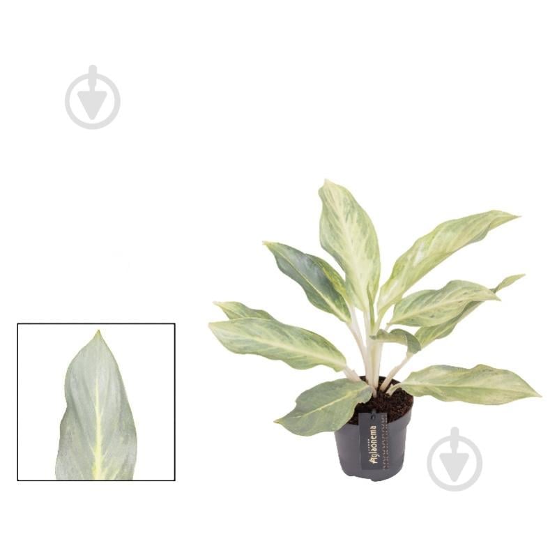 Растение Аглаонема 12*40 Aqua Green - фото 1