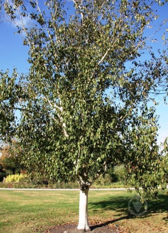 Растение Береза полезная Betula utilis h 350-400 см d 10-12 см - фото 1