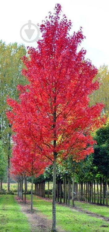 ᐉ Roslina Klen Chervonij Sriblyastij Acer Rubrum X Sach Arinum H 350 400 Sm D 9 11 Sm Krasha Cina V Kiyevi Ukrayini Kupiti V Epicentri