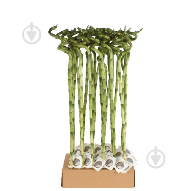 Растение Драцена 05*80 Lucky Bamboo - фото 1