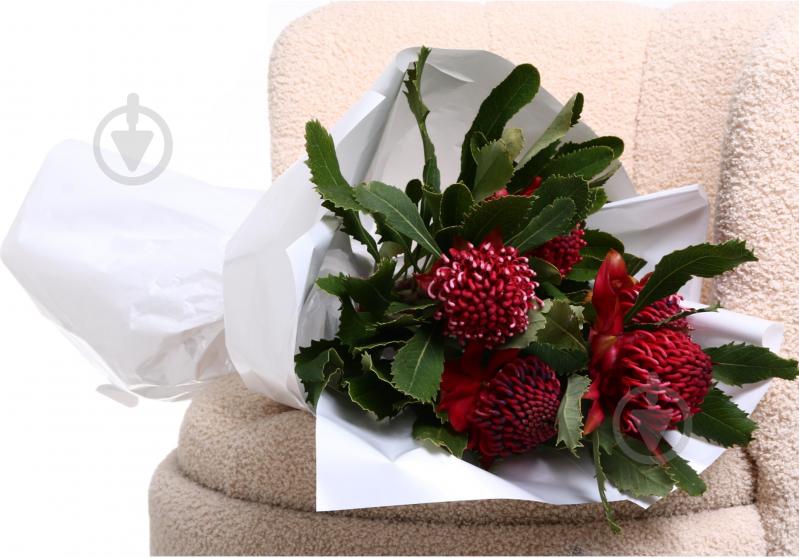 Телопея Waratah 50 см малиновый - фото 2 Телопея Waratah 50 см малиновый - фото 2