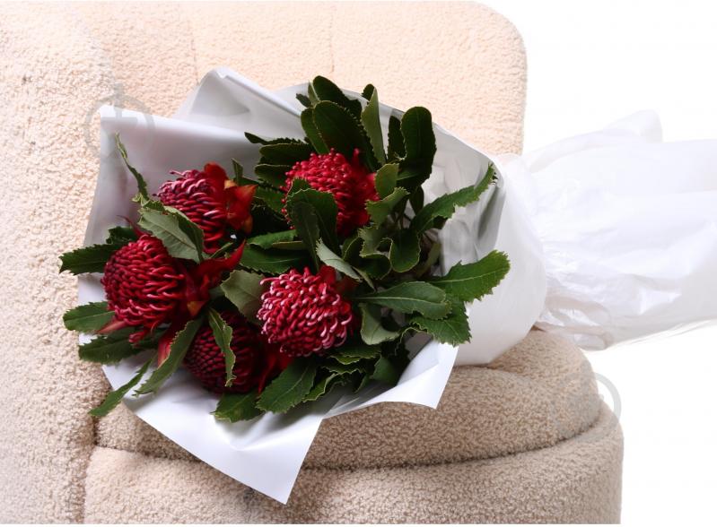 Телопея Waratah 50 см малиновый - фото 3 Телопея Waratah 50 см малиновый - фото 3