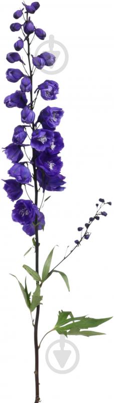 Дельфініум 50 см синій - фото 1