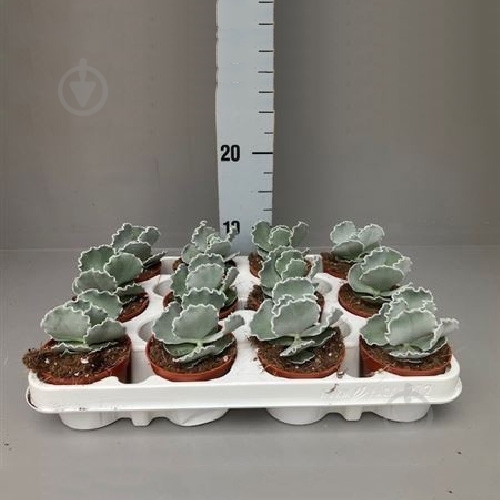 Растение Суккулент 09х12 Cotyledon Undulata - фото 1