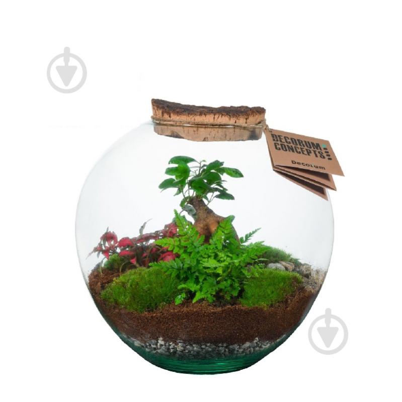 Растение Флорариум 27 х45 Moon Medium - фото 1