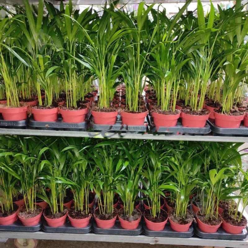 Растение Дипсис 12х40 - фото 1