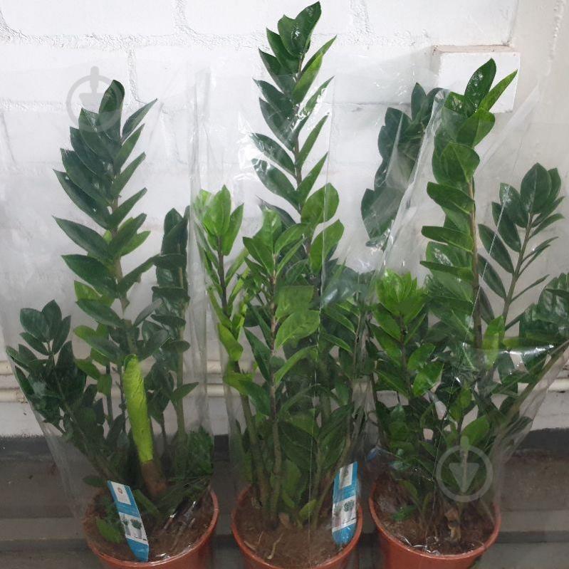 Растение Замиокулькас 21х90 - фото 1 Растение Замиокулькас 21х90 - фото 1