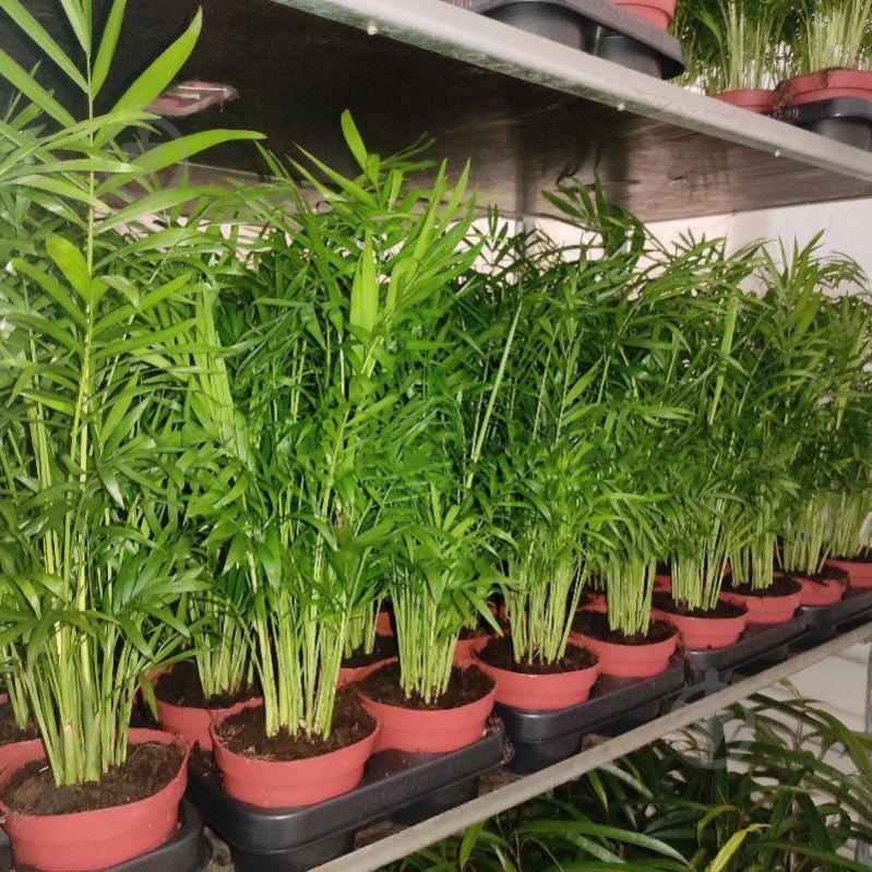 Растение Хамедорея 12х40-45 Elegans - фото 1 Растение Хамедорея 12х40-45 Elegans - фото 1