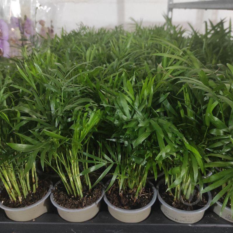 Растение Хамедорея 9х30-35 Elegans - фото 1 Растение Хамедорея 9х30-35 Elegans - фото 1