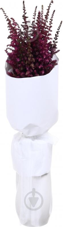 Астильба Else Schluck красная (Нидерланды) - фото 2