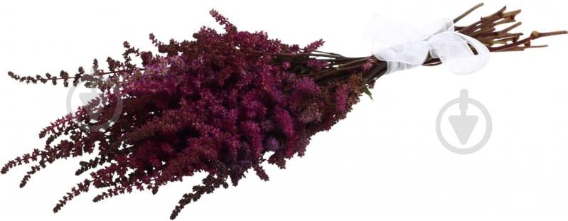 Астильба Else Schluck красная (Нидерланды) - фото 4