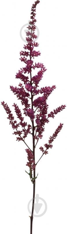 Астильба Else Schluck красная (Нидерланды) - фото 1