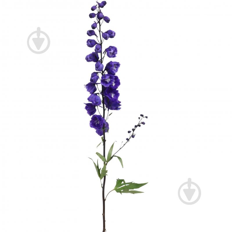 Дельфиниум 50 см синий (Нидерланды) - фото 1
