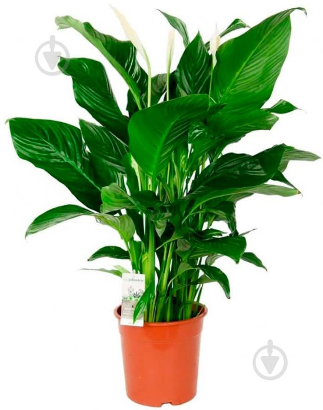 Растение Спатифилум d13/h60 - фото 3
