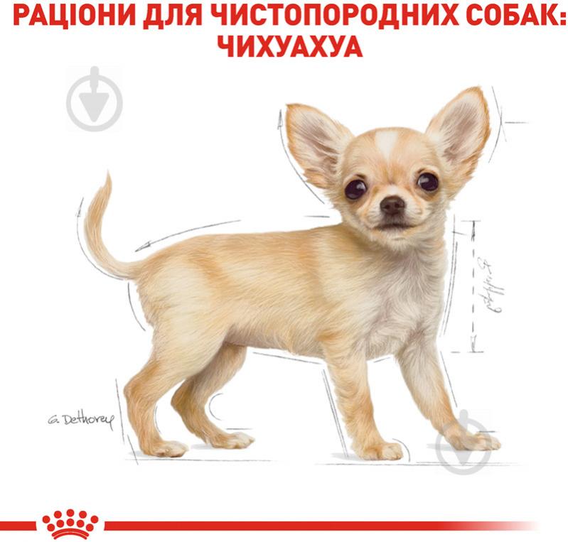 Корм сухий для цуценят для малих порід Royal Canin CHIHUAHUA PUPPY 0,5 кг (свійська птиця) 500 г - фото 7