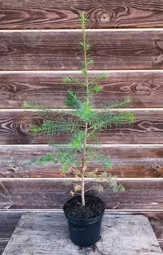 Растение Лиственница C3 - фото 1