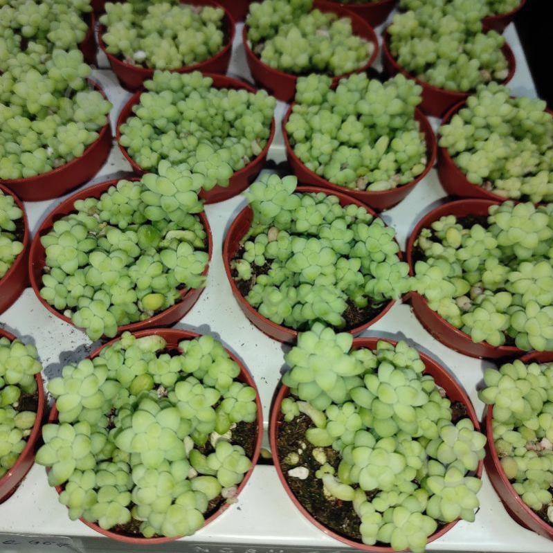 Растение Седум 5х8 Burrito - фото 1