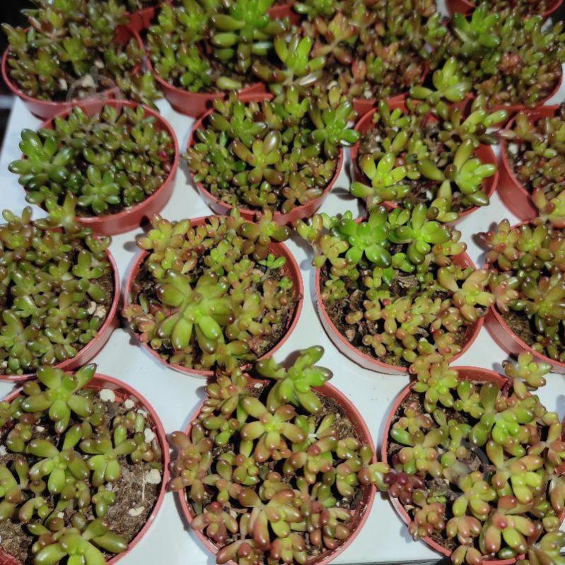 Растение Седум 5х8 Rubrotinctum - фото 1