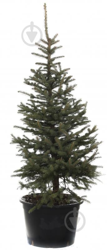 Рослина Ялина колюча Picea pungens var.'Glauca Majestic' 60L h-170+ cм - фото 1