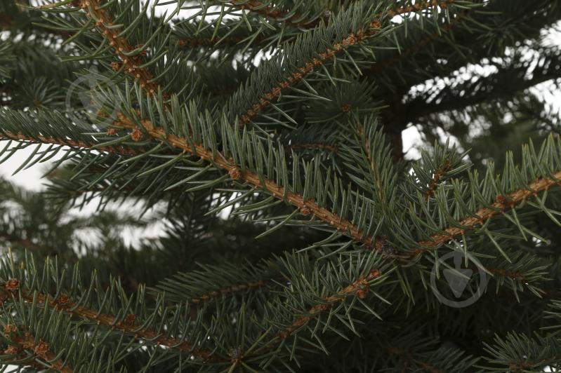 Рослина Ялина колюча Picea pungens var.'Glauca Majestic' 60L h-170+ cм - фото 2