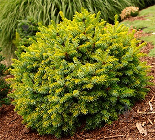 picea-omorika-peve-tijn-20