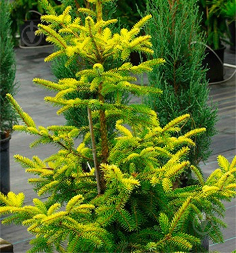 Ель сербская / Picea omorika Aurea H180-200 - фото 1