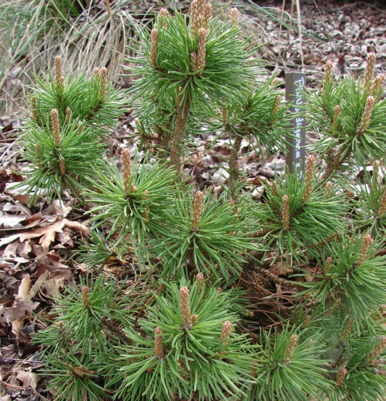 Растение Сосна кедровая / Pinus digenee Darko С30 Ра - фото 2