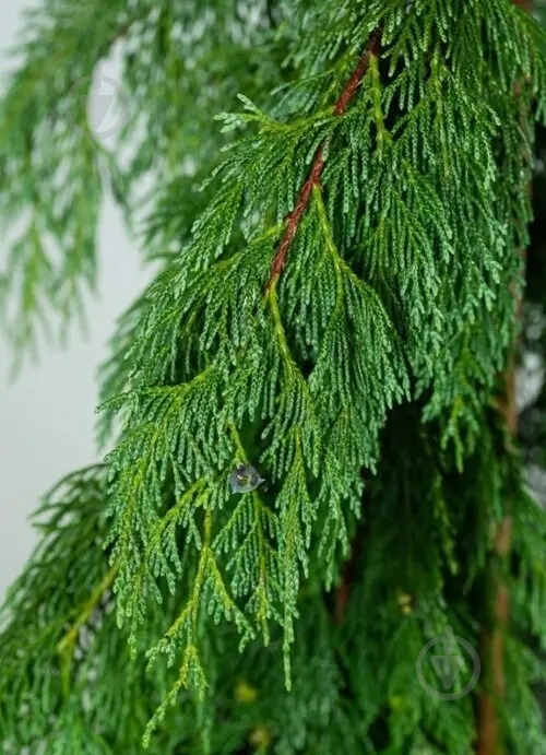 ᐉ Растение Кипарисовик нутканский / Chamaecyparis nootkatensis Pendula ...
