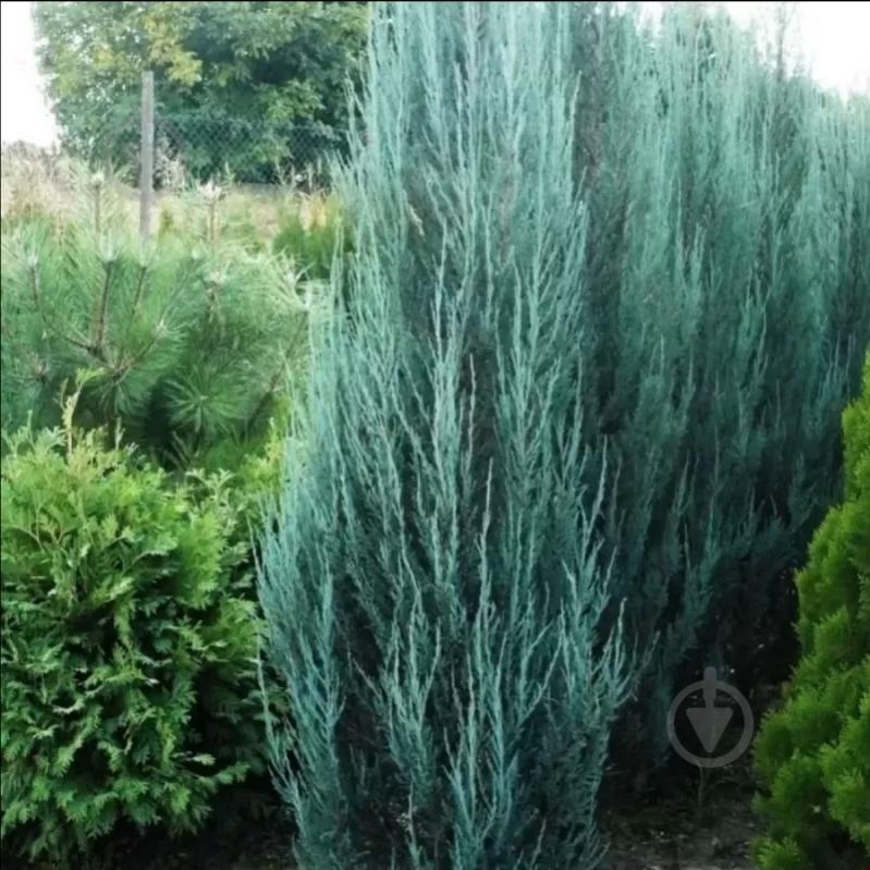Растение Можжевельник скальный / Juniperus scopulorum Blue Arrow С3 - фото 2