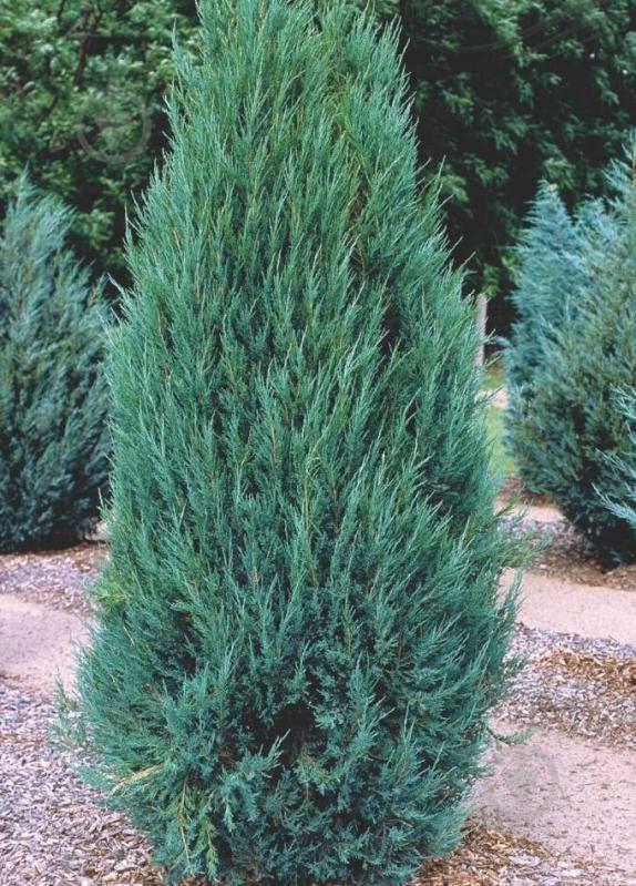 Растение Можжевельник скальный / Juniperus scopulorum Blue Arrow С3 - фото 5